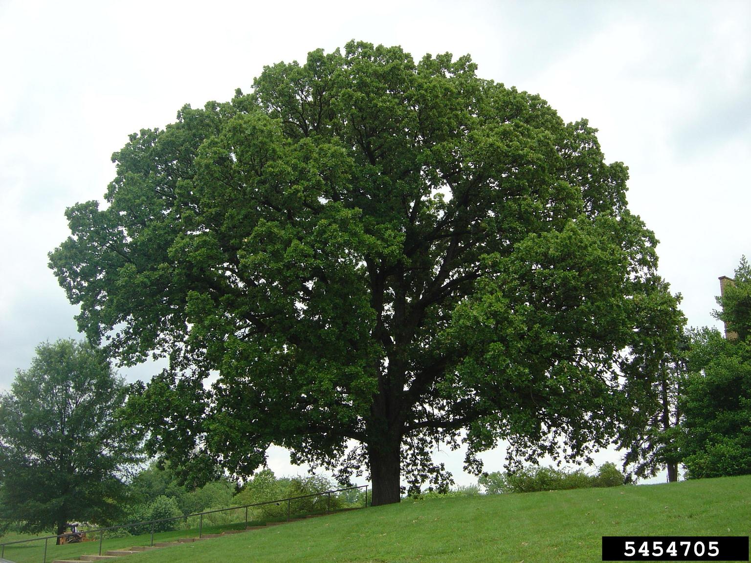 Bur Oak Image